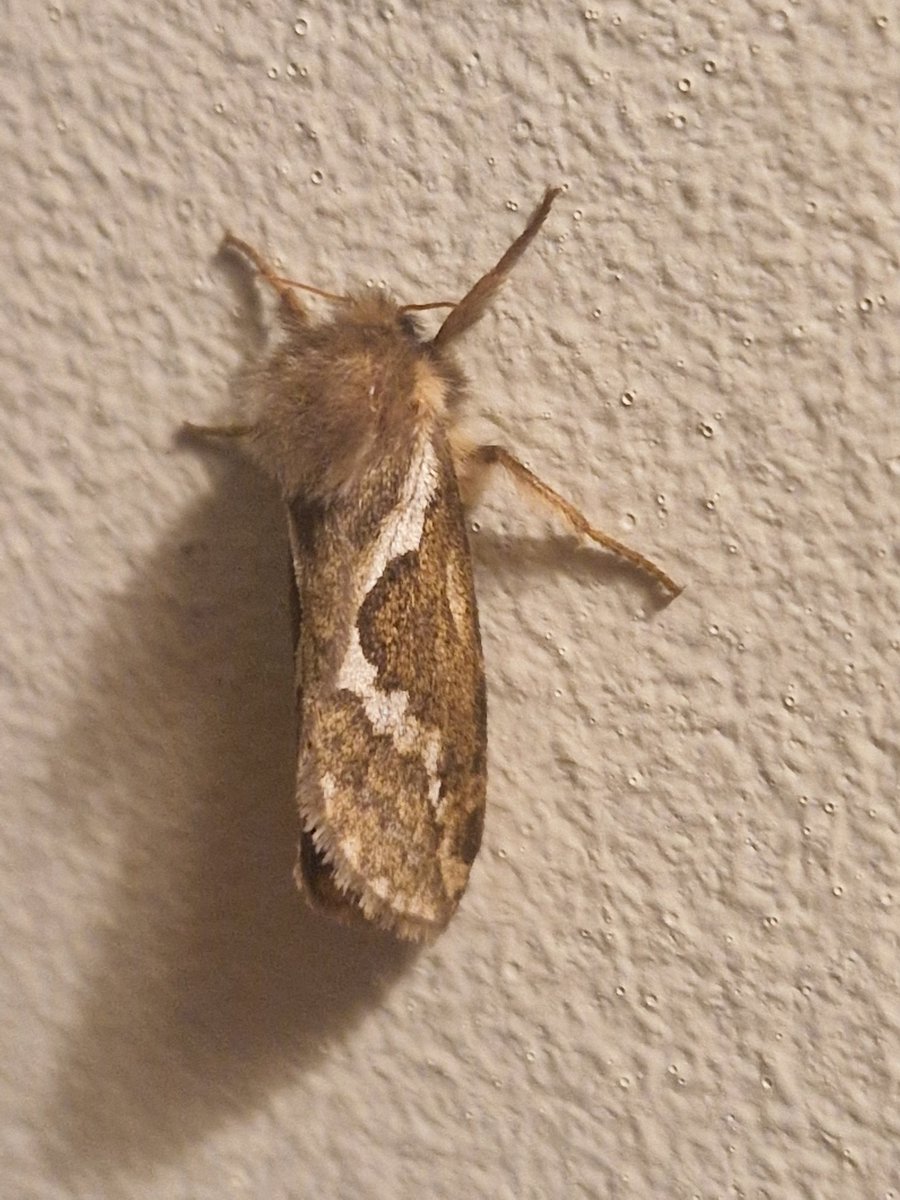 sjj46's tweet photo. Common swift on our lounge wall tonight.
Quick snap with my S22 phone 

#moths #ukwildlife https://t.co/UR2hsKG2mo