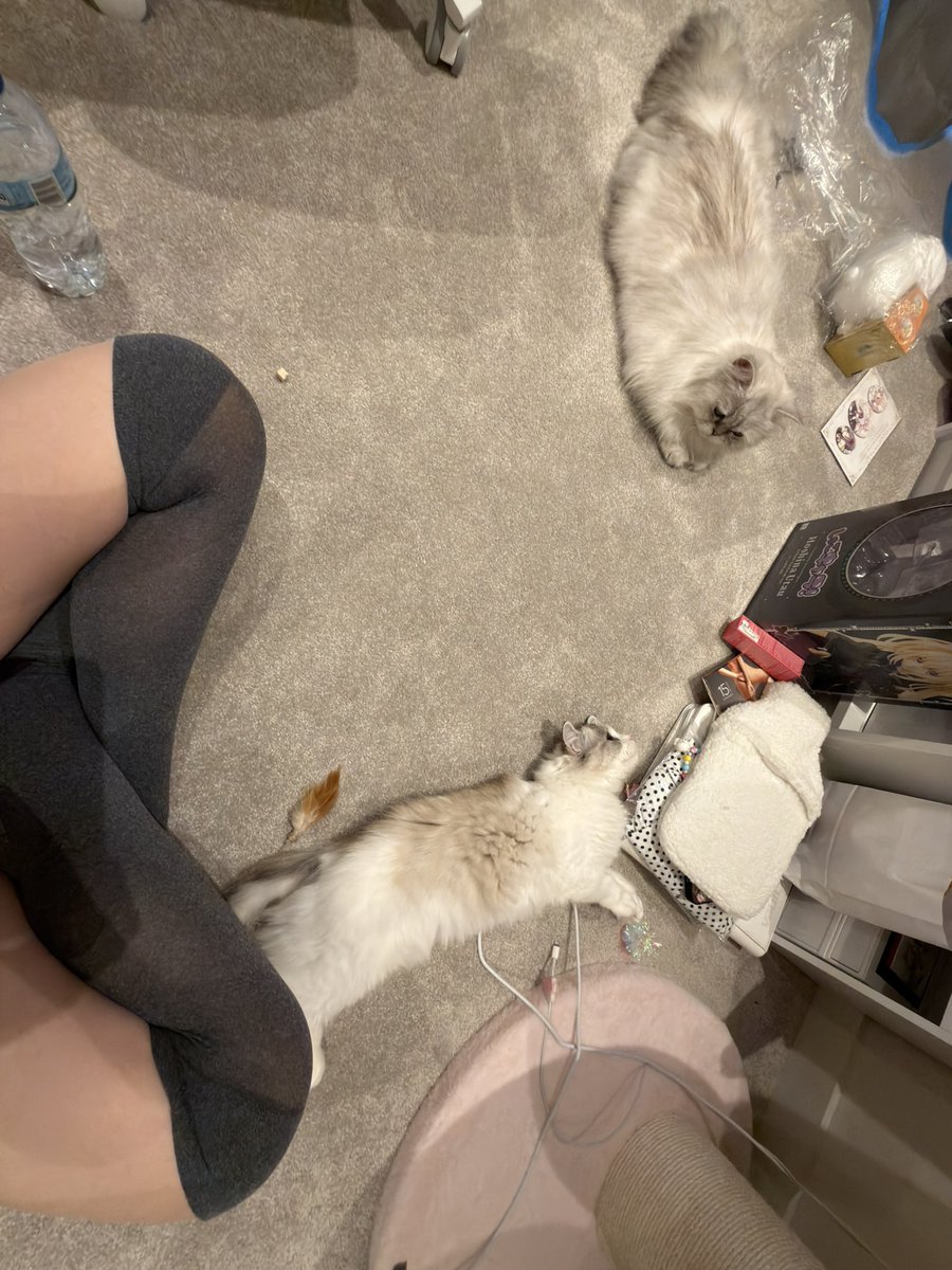 Kat tweet media