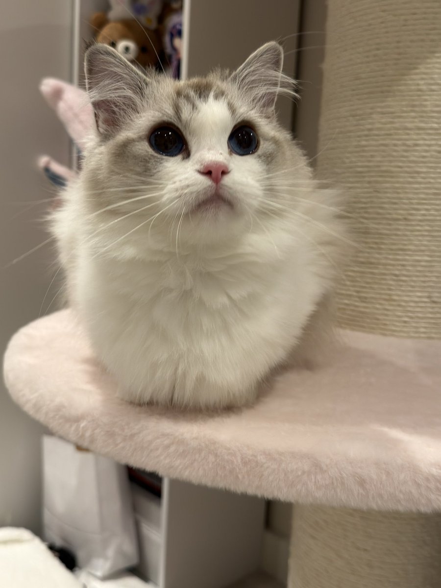 Kat tweet media