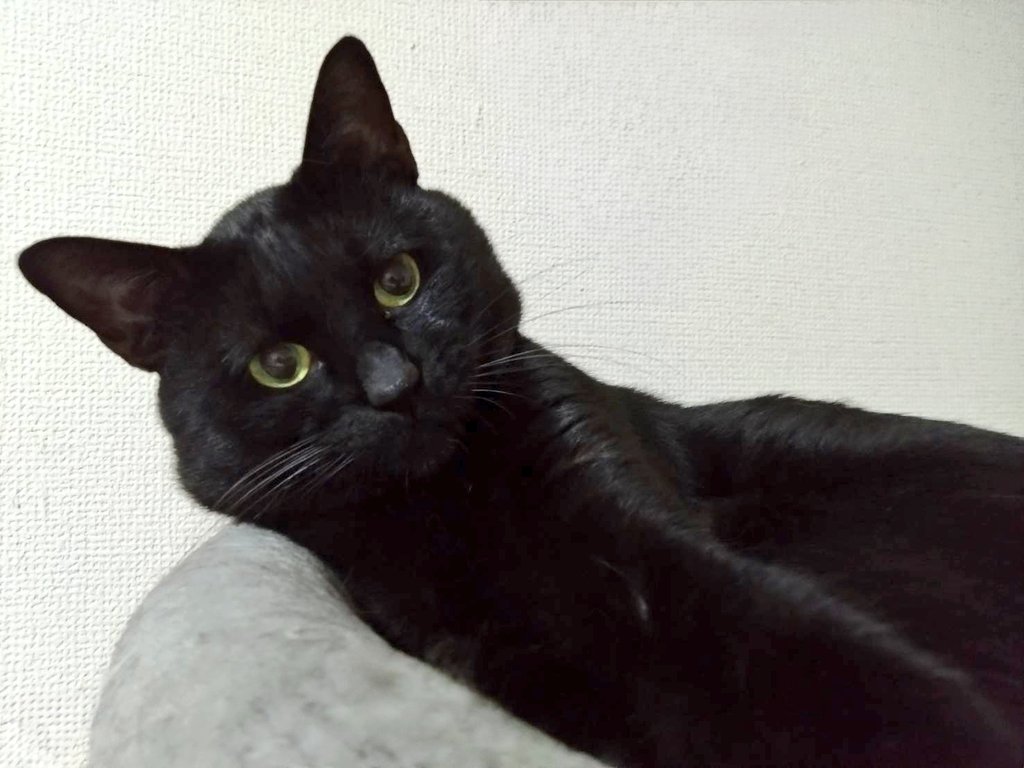 黒猫一家🐭 (@arca20220921) / Posts / X