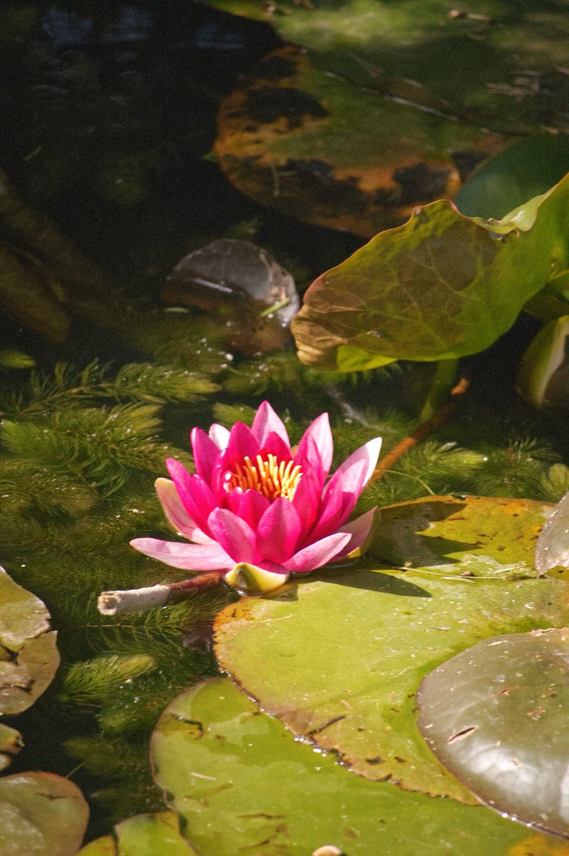 Sayan_Pchm's tweet photo. Visite au jardin des plantes https://t.co/QnmnreR0jS