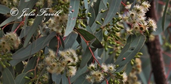 info_leg's tweet photo. Eucalyptus crebra- Narrow-leaved red ironbark, Ironbark, Narrow-leaved ironbark to 35 m tall. Forming a lignotuber.
Ironbark. Leaf linear to  lanceolate to lanceolate, 5.5–18 cm L, 0.7–2.7 cm wide. Other refs state flowered all months except February. Our records show in June https://t.co/vZkiRQX3cT