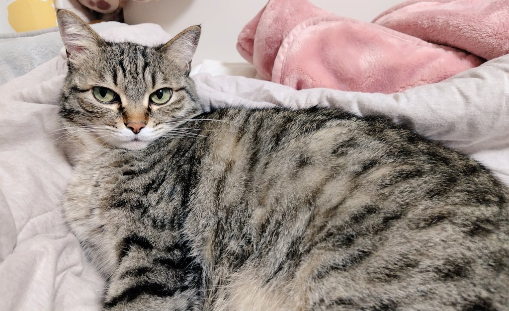 ゴロー🐾 (@cat_56chan) / Posts / X