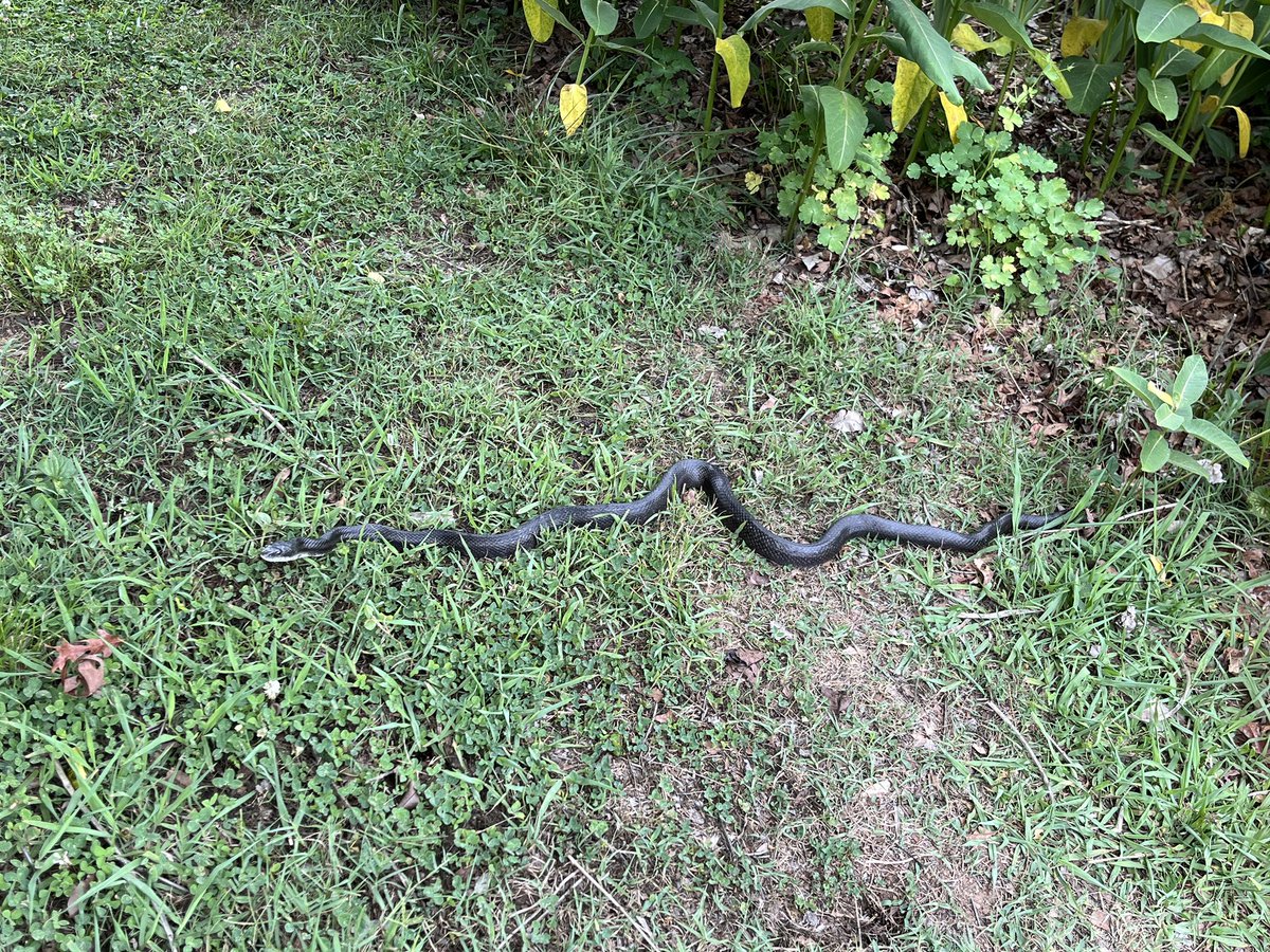 TinyJooning's tweet photo. Tiny Joon met a dark and wild friend in our garden today, a beautiful rat snake! It was about 4 feet long, 1.2 meters. It was gently curious to meet Joonie and it gave him a couple of kisses. We love snakes! (Also these black ones supposedly keep venomous copperhead snakes away.) https://t.co/9Qs6dgYrfb