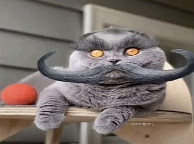 TheDever_'s tweet photo. This Folk cat is going insanely viral and is being used as a meme template

I geniunely don't know how are we not a generational cat meme like this

Tiktok search: https://t.co/C4joFhJJA4 https://t.co/fAE3UPdAmR