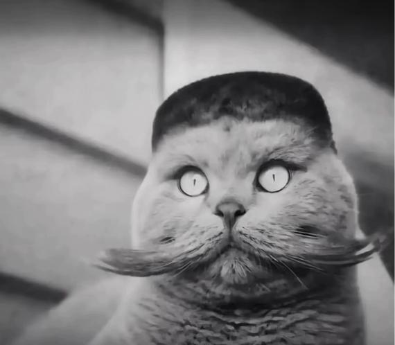 TheDever_'s tweet photo. This Folk cat is going insanely viral and is being used as a meme template

I geniunely don't know how are we not a generational cat meme like this

Tiktok search: https://t.co/C4joFhJJA4 https://t.co/fAE3UPdAmR