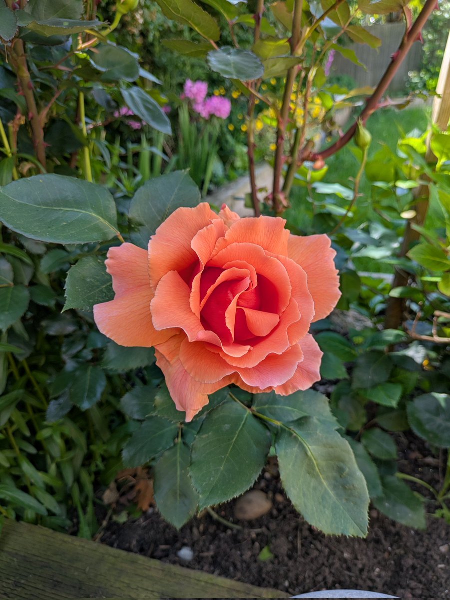 alisongond's tweet photo. @ManningOfficial Agreed! Here's a rose in my garden today https://t.co/okwZyZkyuo