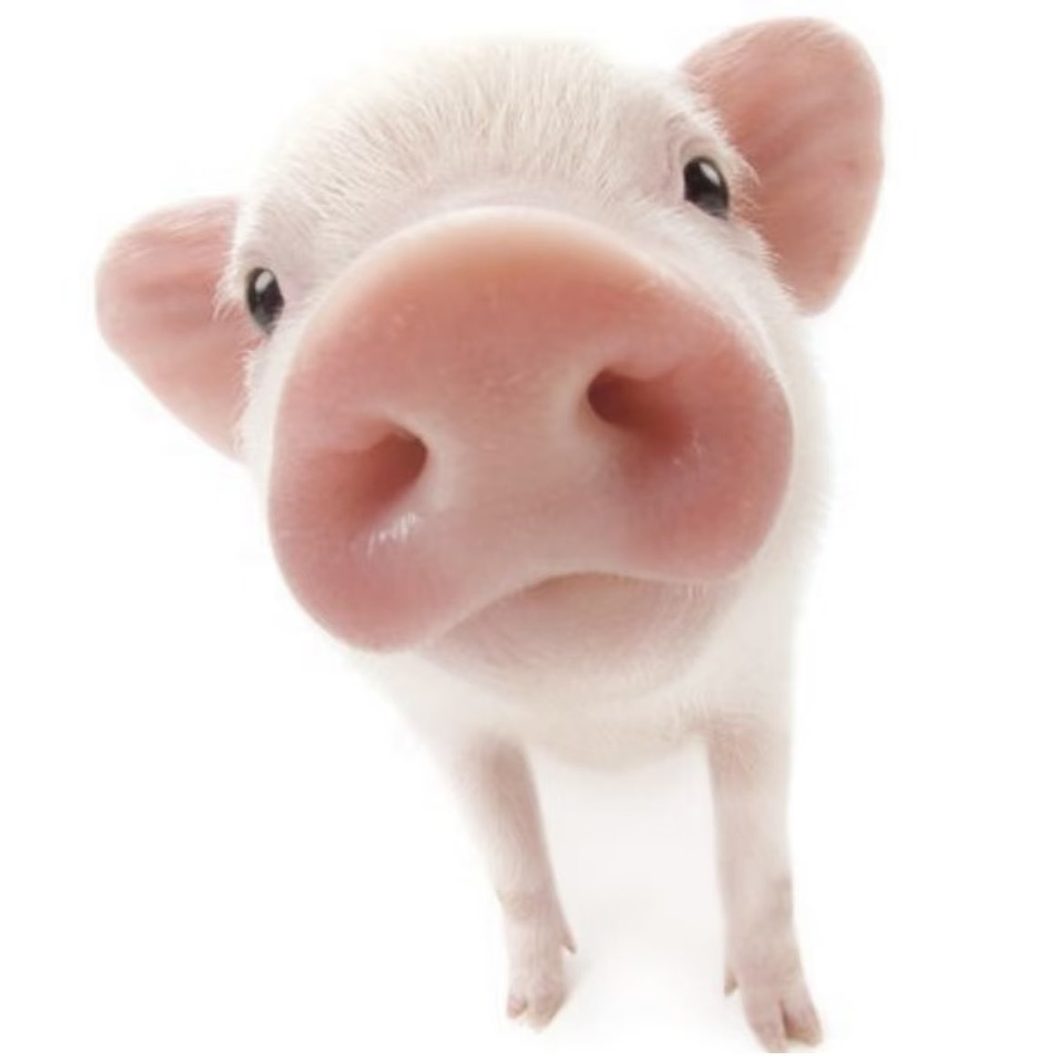 🐖 tweet media