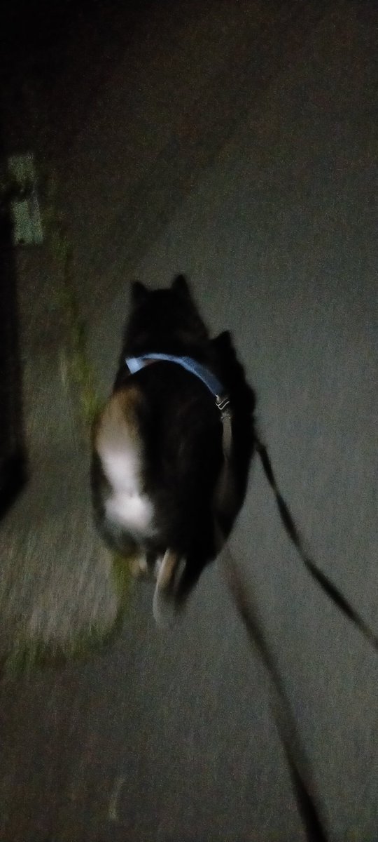 3:00おクルマにも乗るワンよ (4時に家に入った)