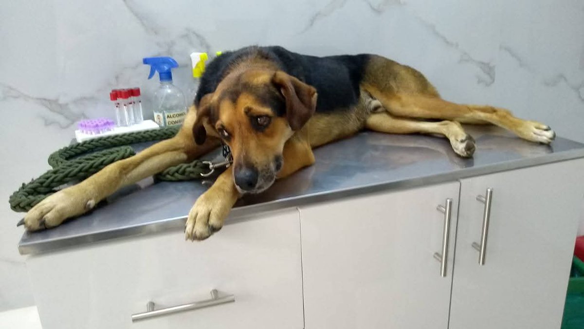 ⚕️Óscar Jiménez🐾 tweet media