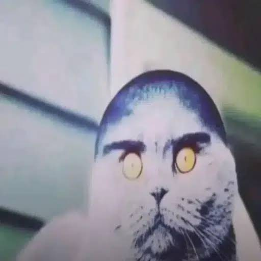 TheDever_'s tweet photo. This Folk cat is going insanely viral and is being used as a meme template

I geniunely don't know how are we not a generational cat meme like this

Tiktok search: https://t.co/C4joFhJJA4 https://t.co/fAE3UPdAmR