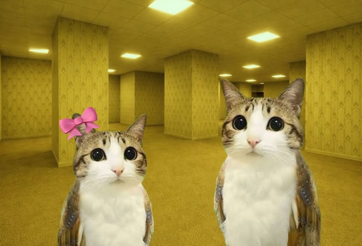 gatos fazendo gatices tweet media