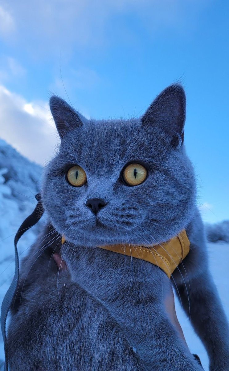 martagna1's tweet photo. @penispoop420 Okay this is my cat in winter. Does she deserve it ?
BWDvEcrnqV28hgiWdBB6izfkW8vrUsSYn7QjfwazVUHN https://t.co/ysRq3XVCpA