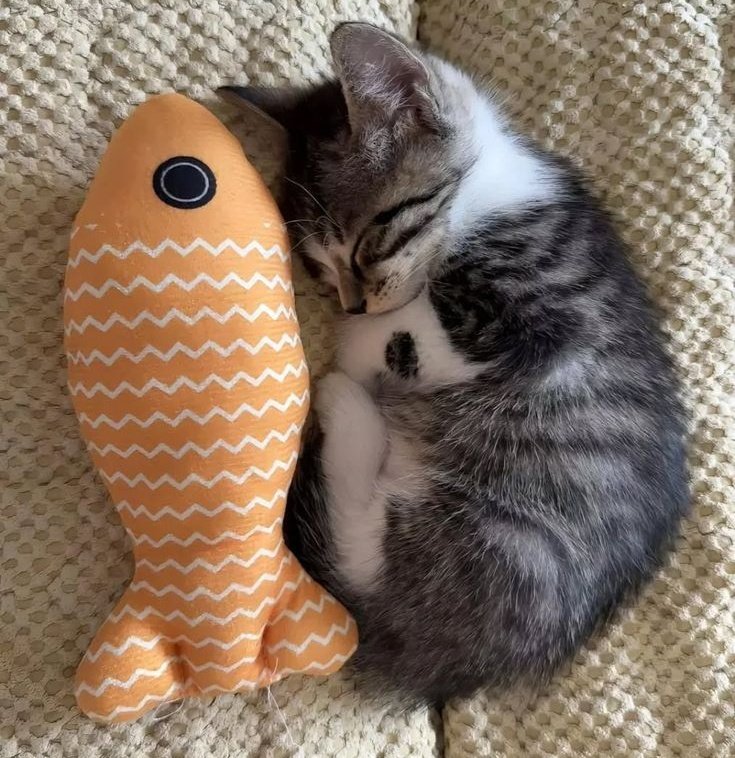 kedi tweet media