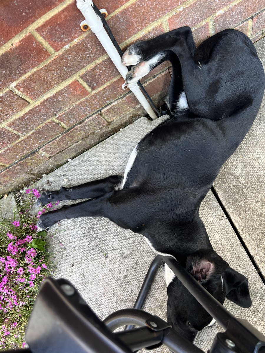 MerlinnotDesmo's tweet photo. Yep. Perfectly comfortable thank you 🤪 https://t.co/4m2RaZwQZN