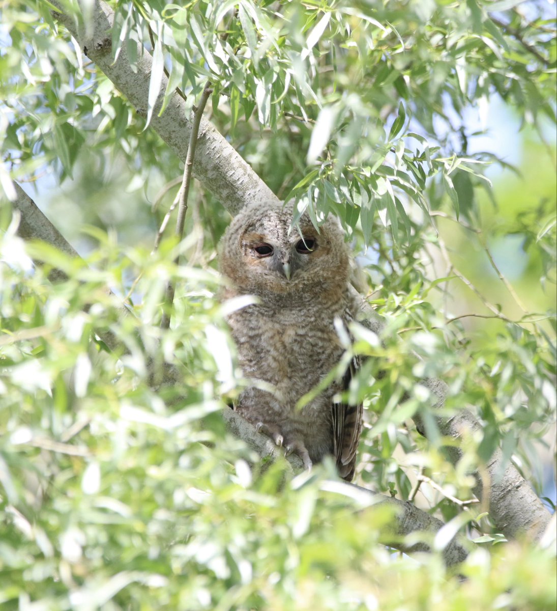 LucyBurrellGB's tweet photo. 2🦉🦉 @WKWT https://t.co/vwjdFJkMo4