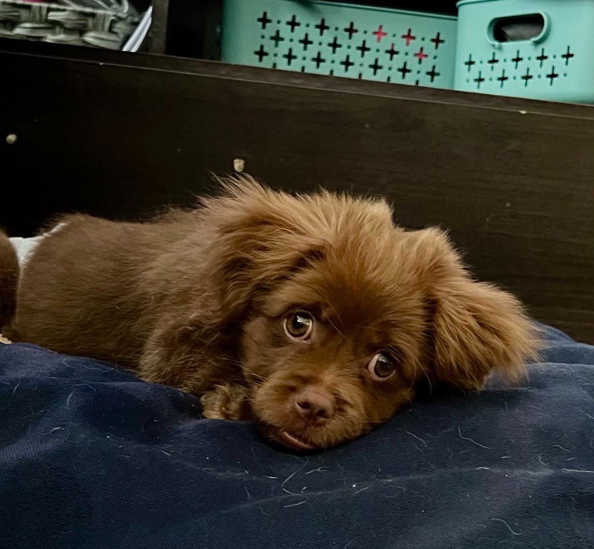 Pao Peralta 🐶 Rescatando Perritos 🇵🇪 tweet media