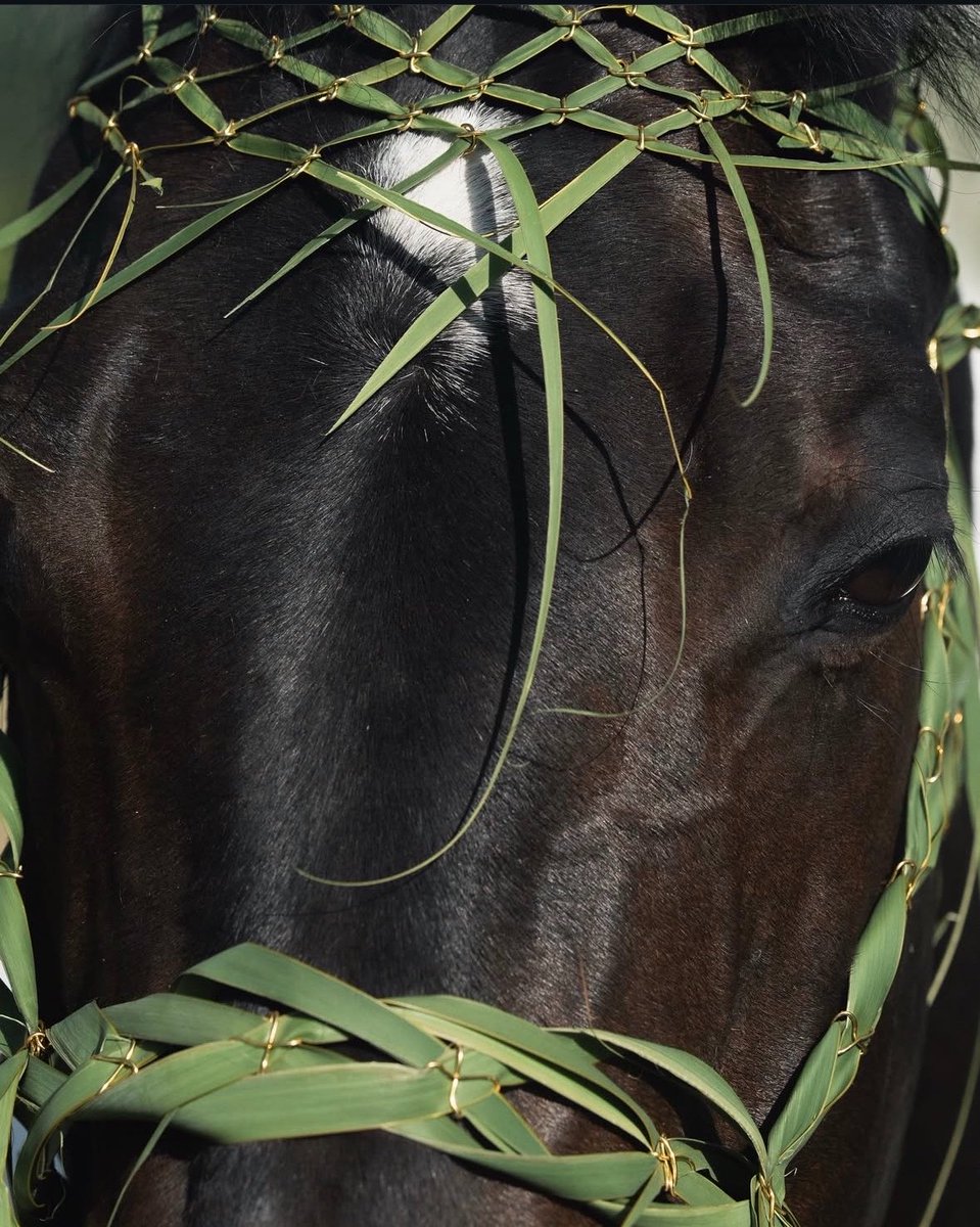 horse tweet media