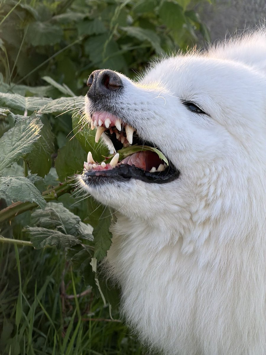 twostraws's tweet photo. Arya is an extremely peaceful, gentle dog almost all the time, but for some reason she *loves* eating brambles – the spikier the better! It’s pretty much the only time you can see her teeth 🐺 https://t.co/6Dr70SG955