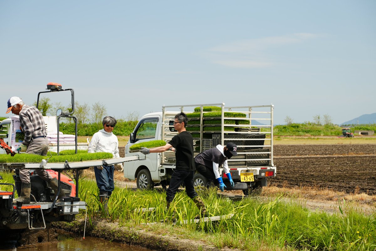 jawsdays's tweet photo. JAWS FESTA 2026 in AKITA、
「田植え」から準備中🌾

実行委員長たちが自ら植えた苗が、
11月頃には稲穂に。

そして開催当日には、
参加者のみなさんにこのお米をプレゼント！

これから稲の成長も少しずつお届けしていきます。

続報をお楽しみに！

#jawsug #jawsfesta #jawsfesta2026 #秋田 https://t.co/ZBZxbhkprk