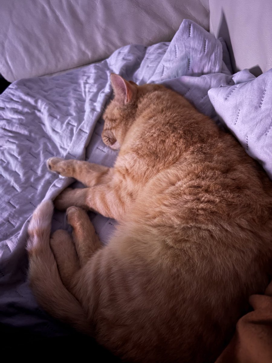 ProAntiSocial1's tweet photo. @TheLovelyStatic @Satoru_Toeknee I will literally steal your cats for being so adorable, you’re lucky I got my own Nugget next to me, so I’ll postpone for now https://t.co/wsoz1PMMnb