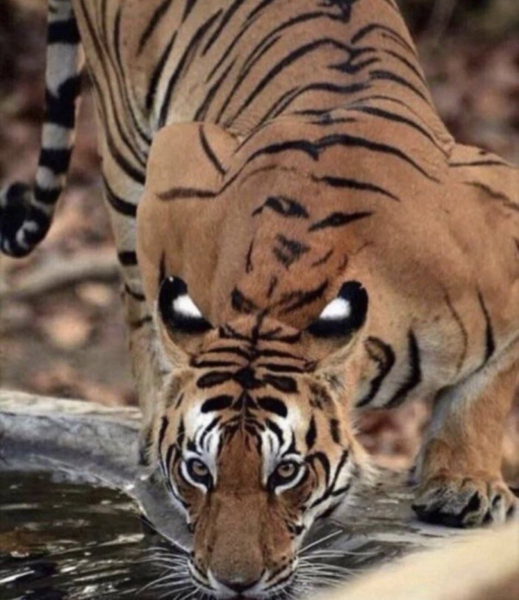 alcidescastrill's tweet photo. Con tantos enemigo el tigre tiene forma de evadirlos... https://t.co/S7qYo3HRrs