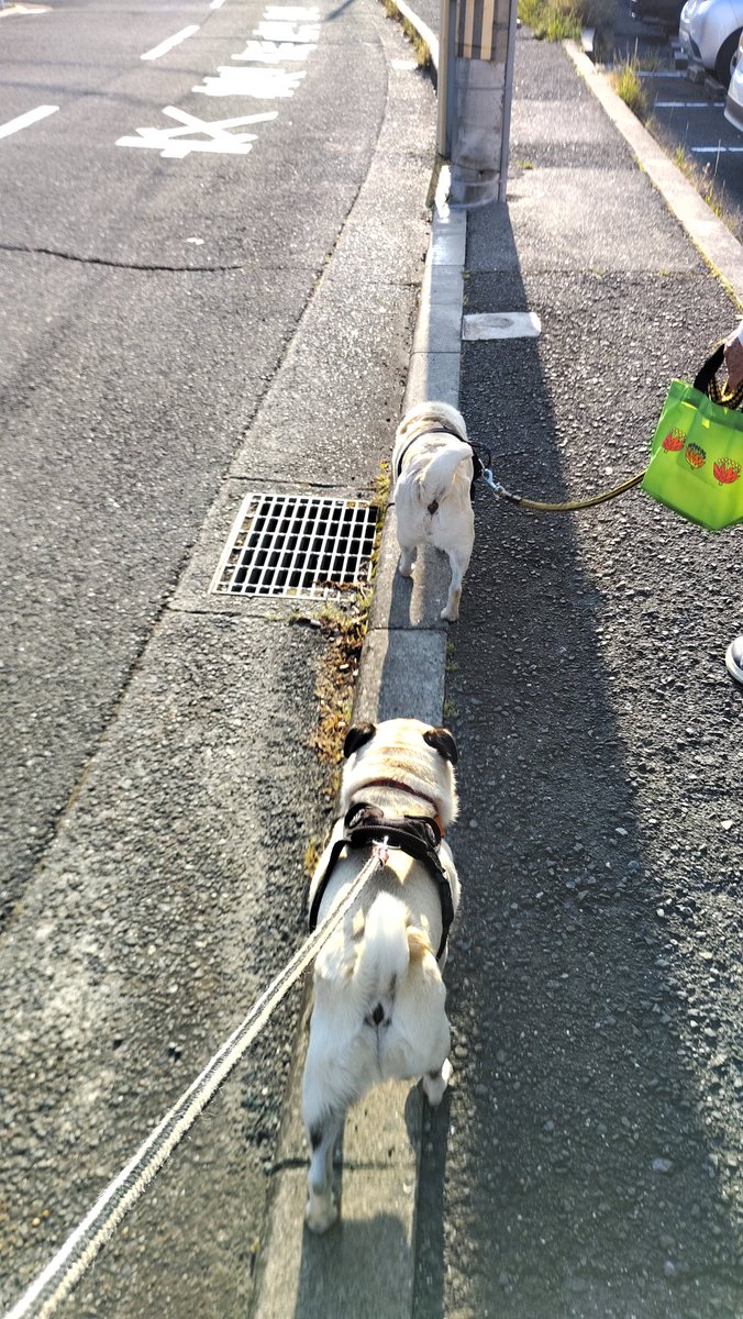 Isa7197's tweet photo. おはようございます。
#pug #パグ https://t.co/0R29DdStpL