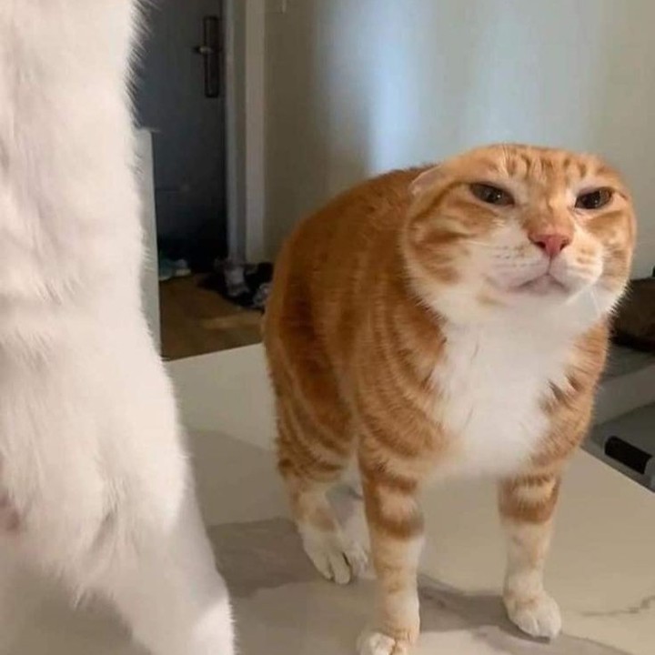 Punch Cat tweet media