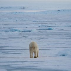 ayushquantt's tweet photo. Nat geographic with 26 MILLION subscribers posted its version of the "Nietzschean Penguin" 

 8 hours ago they posted about a dying polar bear and the conditions hes living in,

 even gave us a frame of the exact as the infamous penguin,

youtube: https://t.co/YIFpJkgm0a

CA:58ufHPfejjZyhYzA4JyNJ8JfkbHSoSEj5ufGcRC9pump