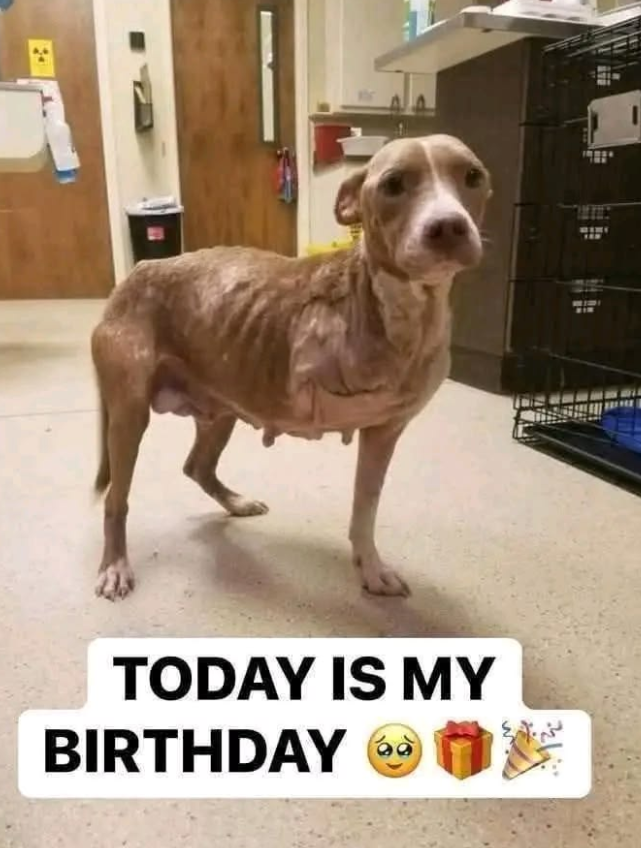 Best in Dogs tweet media