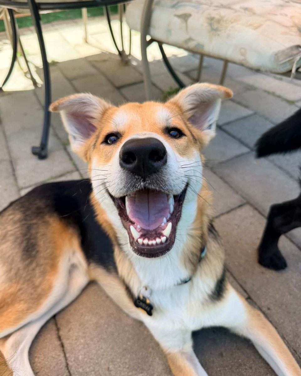 HWAC's tweet photo. #HWACAlumni

Meet Crew, who was originally known as Finch! Crew's adopter volunteered with the dog adoption team before adopting him. He is almost 11 months now and is the most loving, friendly, and happy boy. His new human mom feels so lucky to explore life with him by her side! https://t.co/O71LY5GZnu