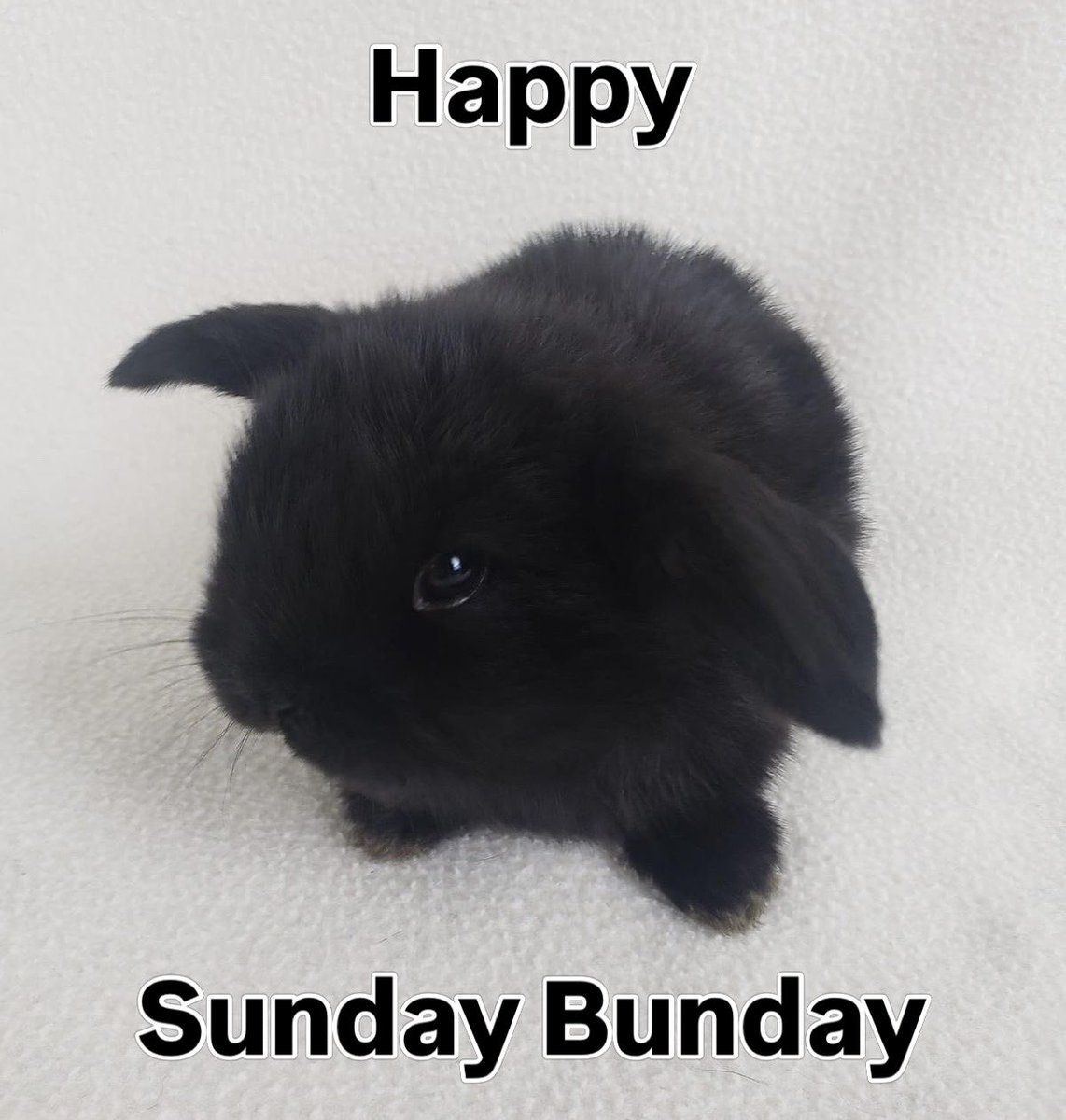 Bunnies tweet media