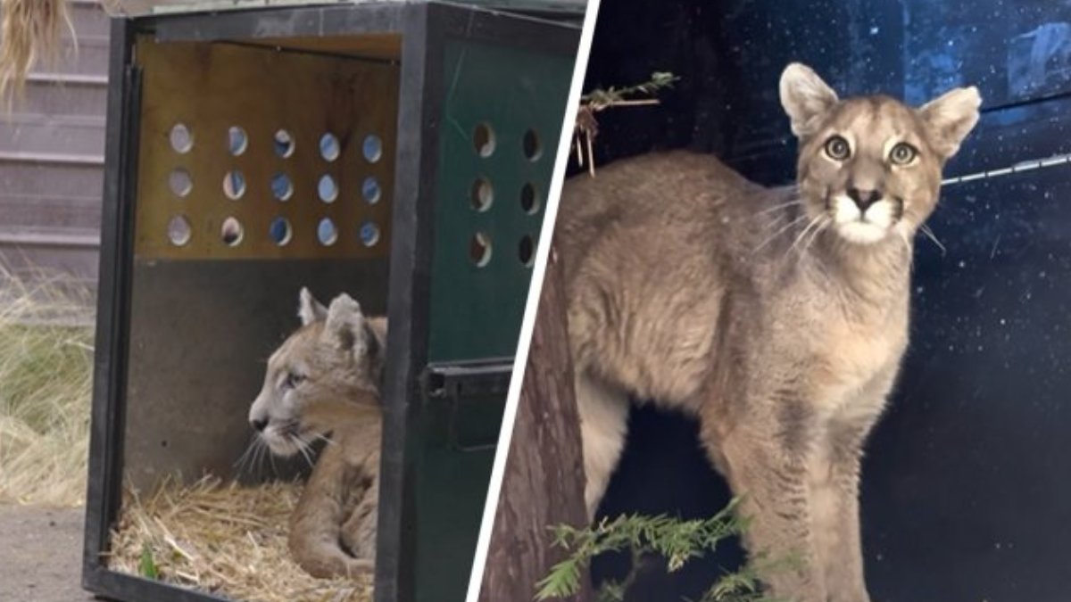 Cooperativa's tweet photo. SAG y refugio no lograron hallar a madre puma que busca reencontrarse con su cachorra https://t.co/HilLAFTXAA https://t.co/sudSPDzAP7