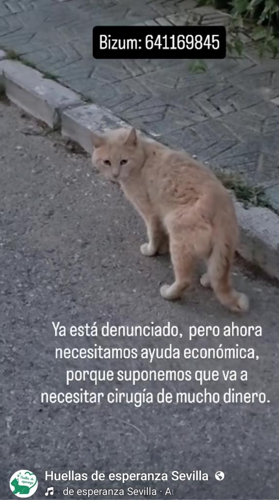 María Viñuela del Jeso tweet media