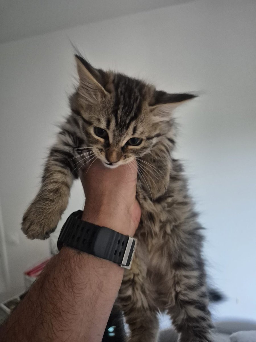 Yous 🐈⬛ tweet media