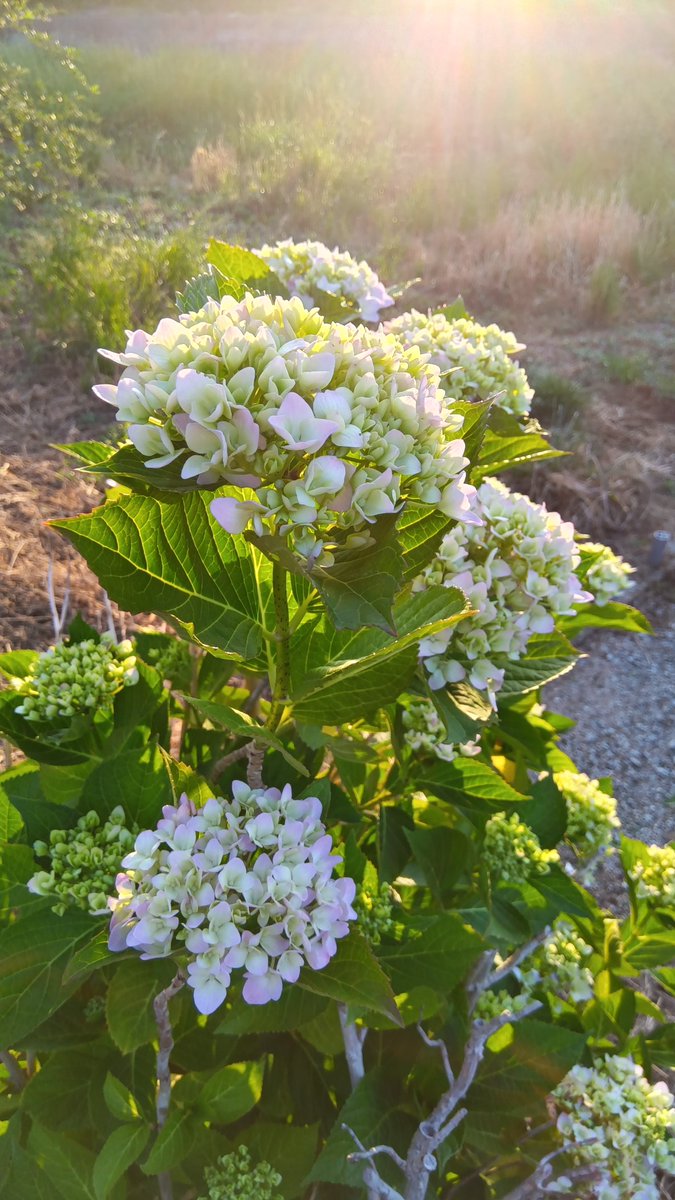 pZDlxm3iGN41578's tweet photo. おはようございます☀

今朝の日の出です🌅
紫陽花も見頃かな！？🪷
小人さん水やりしてました🤭

本日もよろしくお願いします
(人´∀｀)．☆．。．:*･ﾟ
#イマソラ
#TLを花でいっぱいにしよう
#NBOXCUSTOM https://t.co/kbm38QNY0T