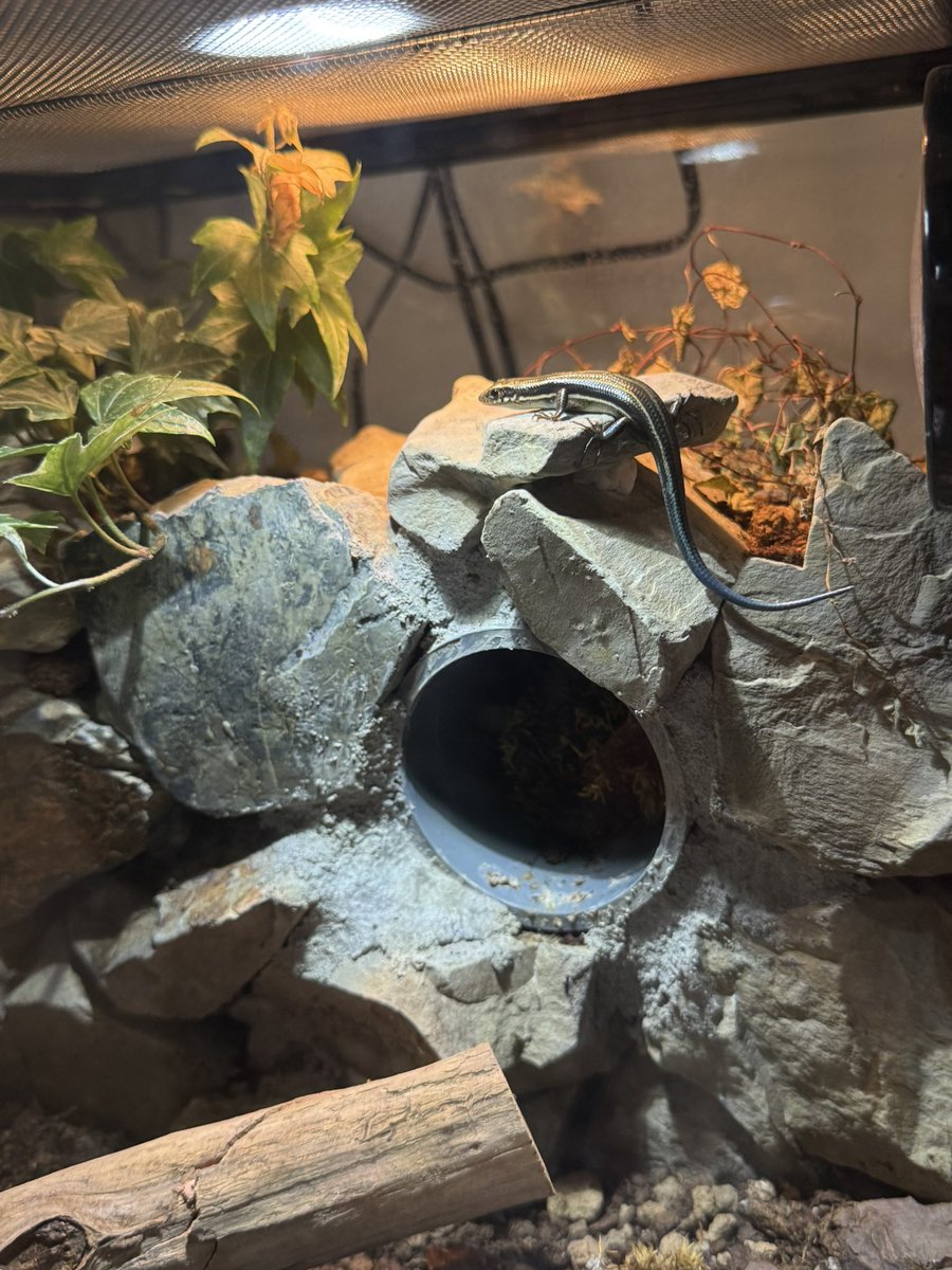 SMARTS🦎 tweet media