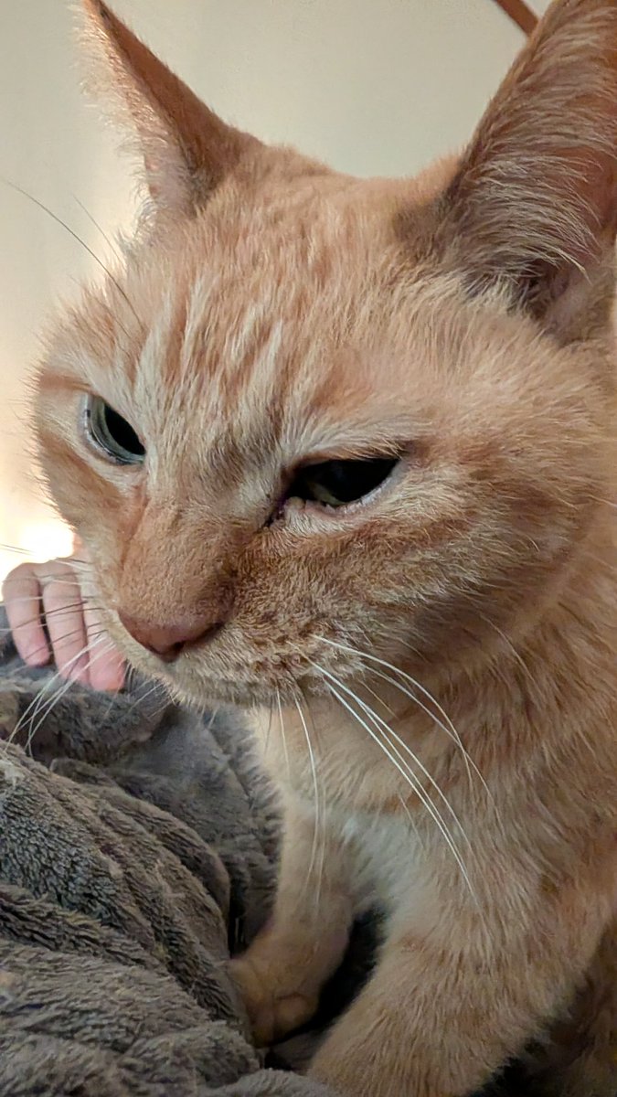 猫好きメコル tweet media