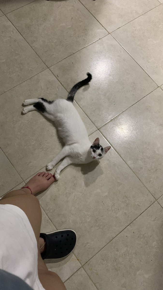 🐈⬛ tweet media