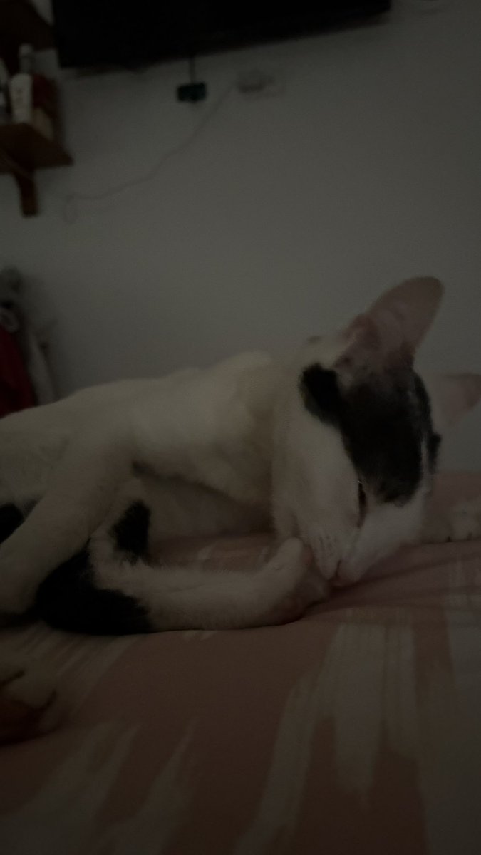 🐈⬛ tweet media