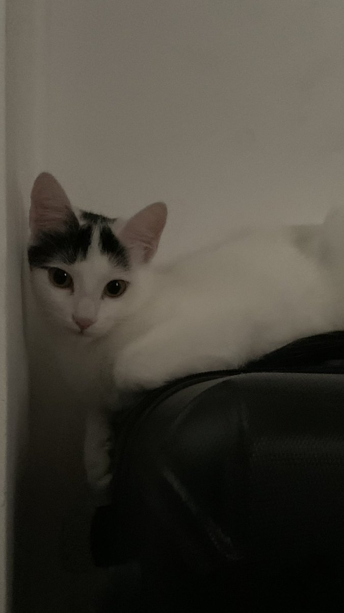 🐈⬛ tweet media