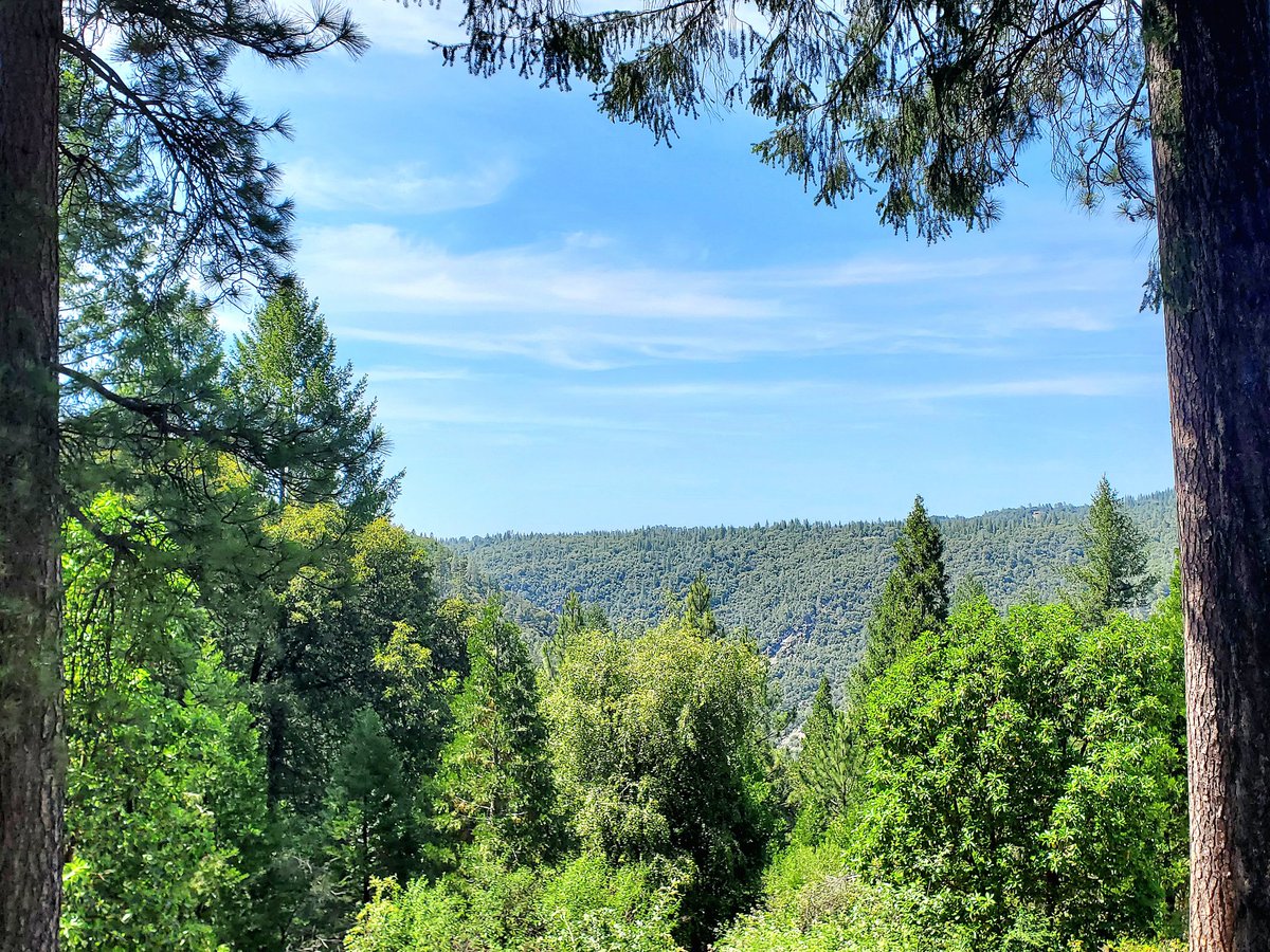JMF1007's tweet photo. 🌲 a vast view between two #trees in #GoldCountryCA 🌲#JaniceMarieFoote 📷 https://t.co/5oJZp8WB5o