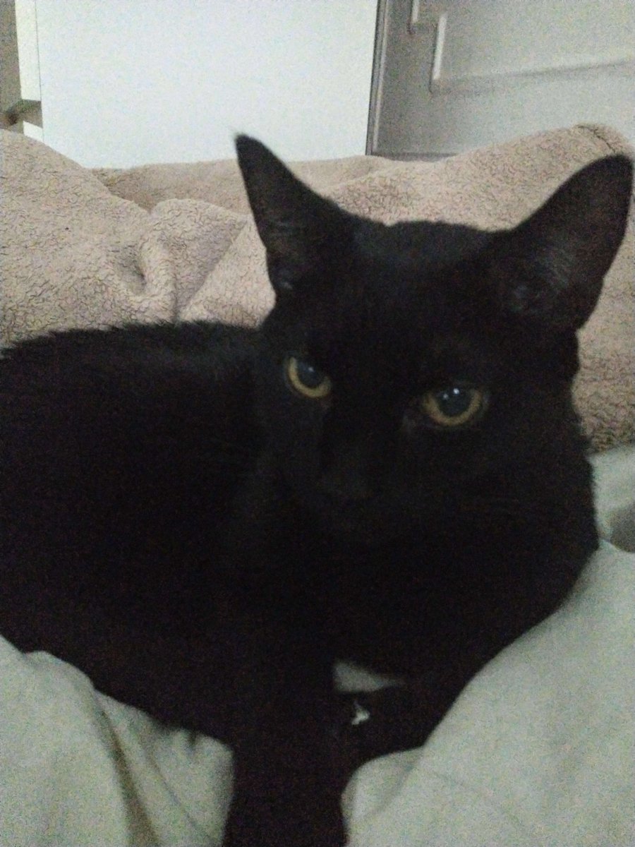 Halka21153162's tweet photo. @ChoukiLaine Wow 😮 soooo Beautiful 😍 black 🐈‍⬛🖤 look exactly 💯 like My cat 🐈‍⬛ Neko 😄My cat 😺 🐈‍⬛🖤 picture 🖼️📸 Have a great time dear friend 💃 from X/Twitter 🕊️🤍 💚🌼💛🌻🌿 https://t.co/tgC4Ptzjo7