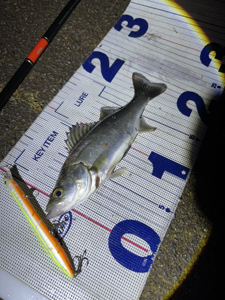 daiP_A_LUNKER's tweet photo. NOGARE &HIEI✨
#SEABASS
#シーバス
#Pickup
#NOGARE120F
#fimo
#YUKARI考案カラー
#ファンシーミール
#JACKALL
#HIEI123SF
#APIA
#Foojin'RS
#PURSUINGALUNKER. https://t.co/V7WzBiUykJ