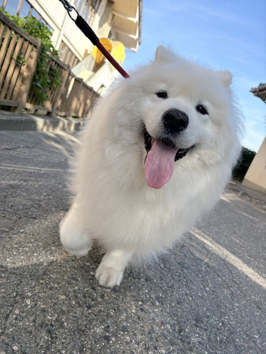 サモエドのサニー (@samoyedsunny) / Posts / X