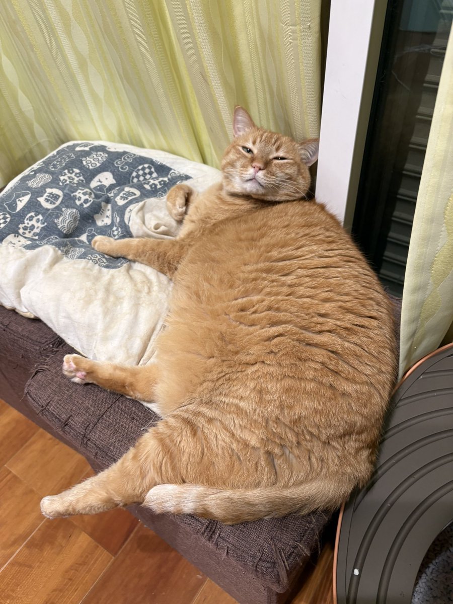 可愛い猫達 すずつむふう【我が家の可愛い猫's】 (@kagisuzu0531) / Posts / X