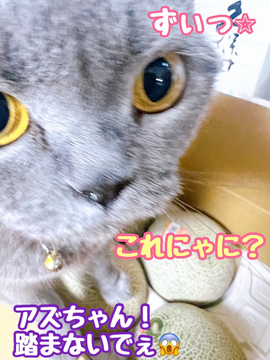 ringring8484's tweet photo. 朝からバタバタ🧺🪣🧻してるママを気にせず ソファで寝息をたてて熟睡するアズ🐈‍⬛
羨ましいわぁ…😅
優しい友人から届いた立派な ＃メロン🍈を冷蔵庫に鎮座させて…夕食後を楽しみに頑張ります😆
皆様もワクワク楽しい週のスタートを🍈
＃ブリショー猫 https://t.co/O9zGHskntY