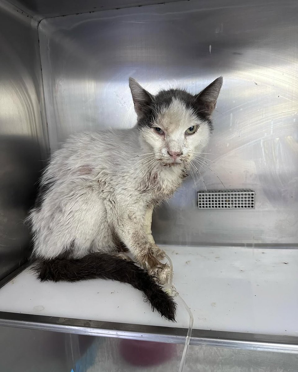Mother Cat Rescue tweet media