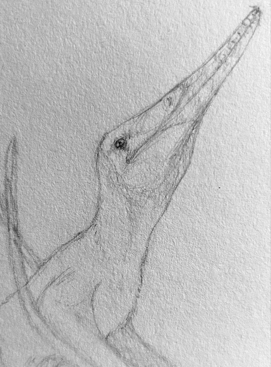 quackingbeast33's tweet photo. Day 03-Brasileodactylus

#art #paleoart #pterosaur #brasileodactylus #pteromaiobr #pteromaybr #sketch #sciart https://t.co/Rbp2DHgj44