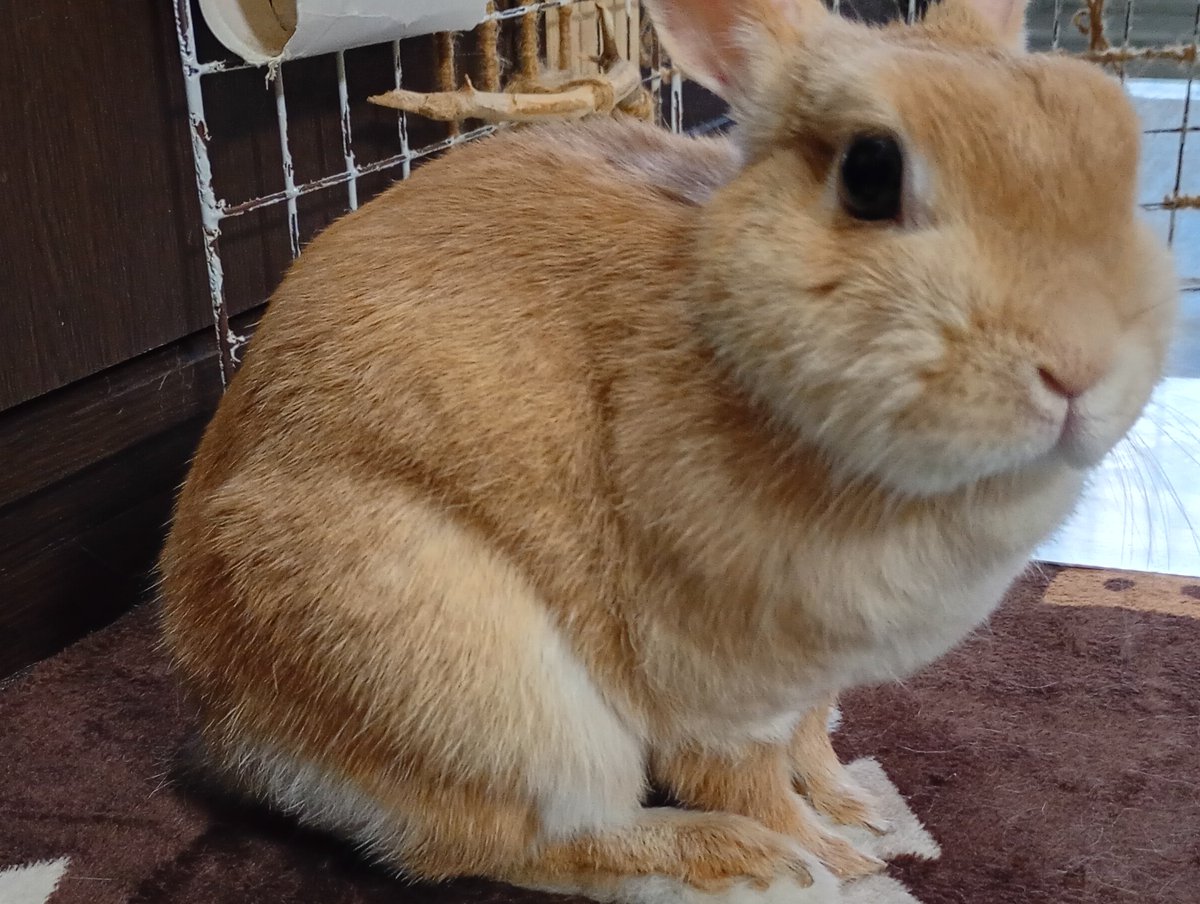 #17サミー🐰ちゃんの飼い主🐰は、今シーズンもサードを守るねん〜🐰 tweet media